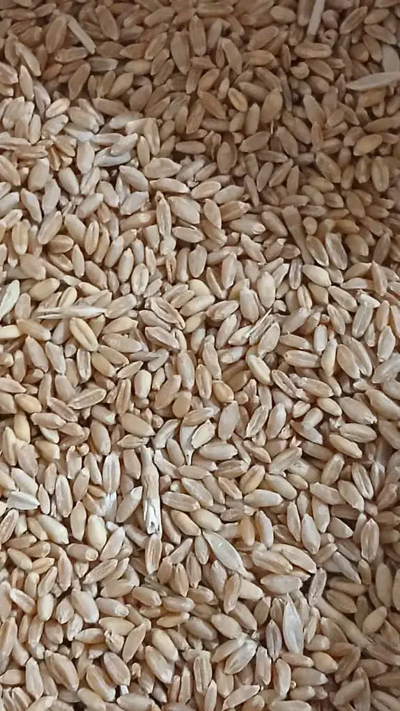 ۲تن گندم بکراس|خوردنی و آشامیدنی|کرمان, |دیوار