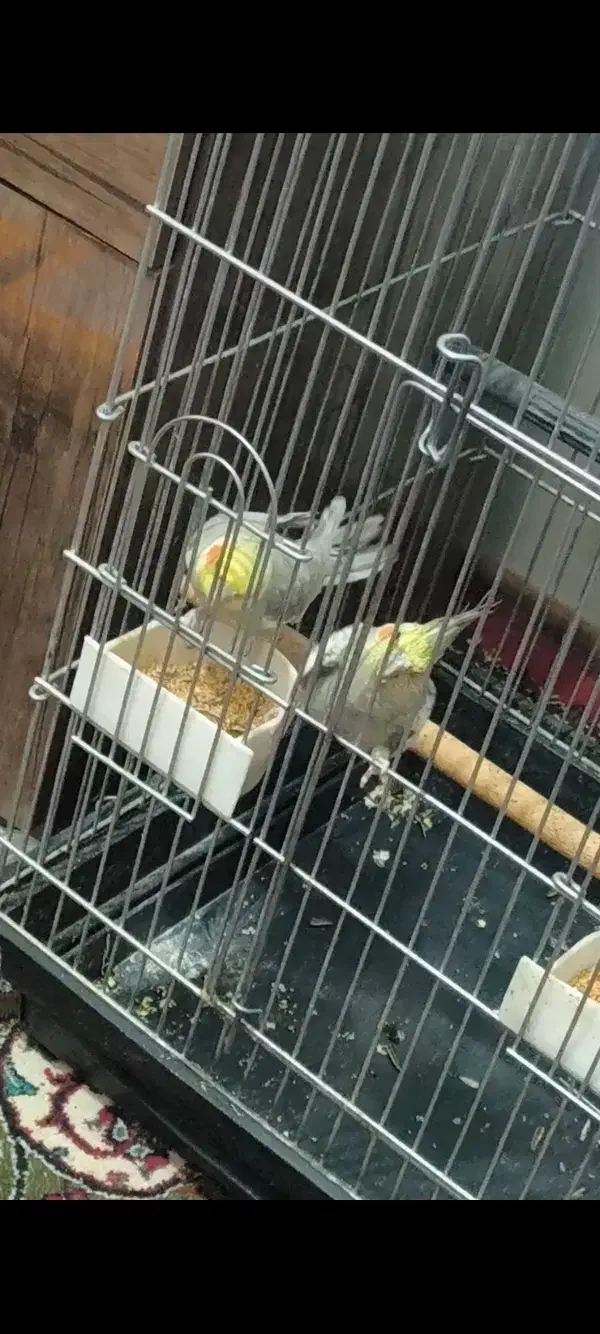 عروس هلندی مولد|پرنده|سروستان, |دیوار