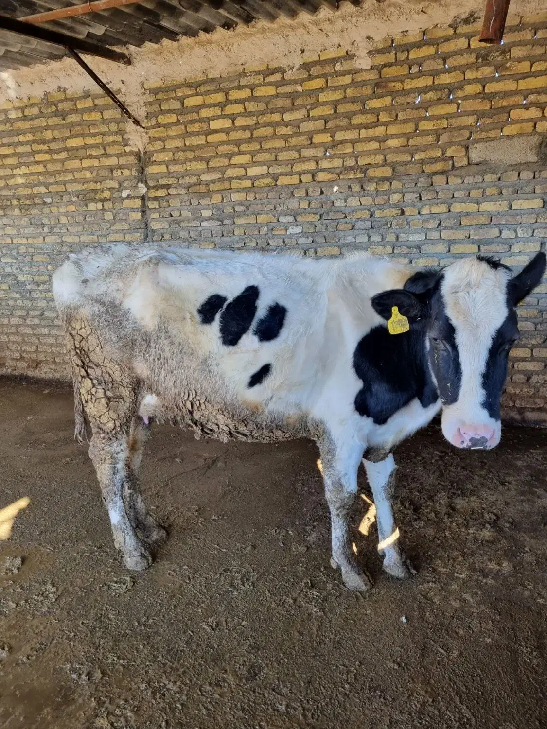 گاو باگوساله|حیوانات مزرعه|چناران, |دیوار