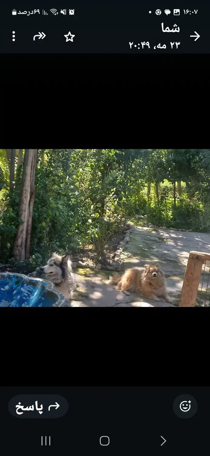 دوقلاده سگ|سگ|خلخال, |دیوار