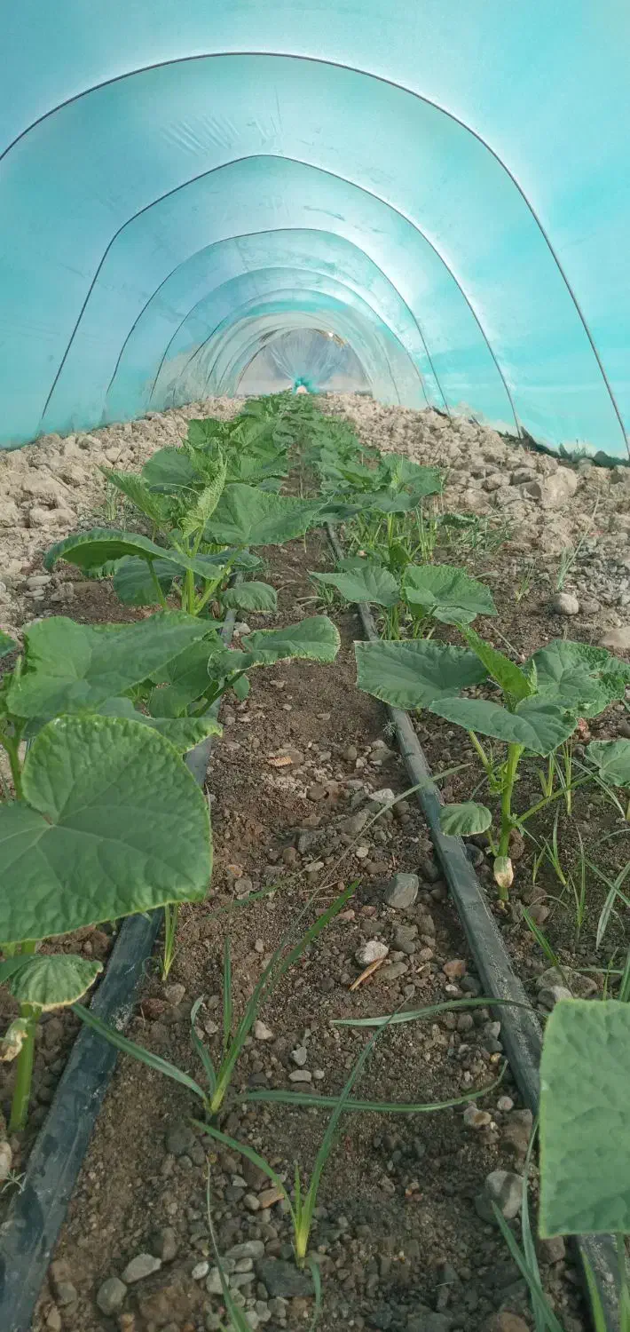 خدمات باغ بانی|خدمات باغبانی و درختکاری|رودبار (کرمان), |دیوار