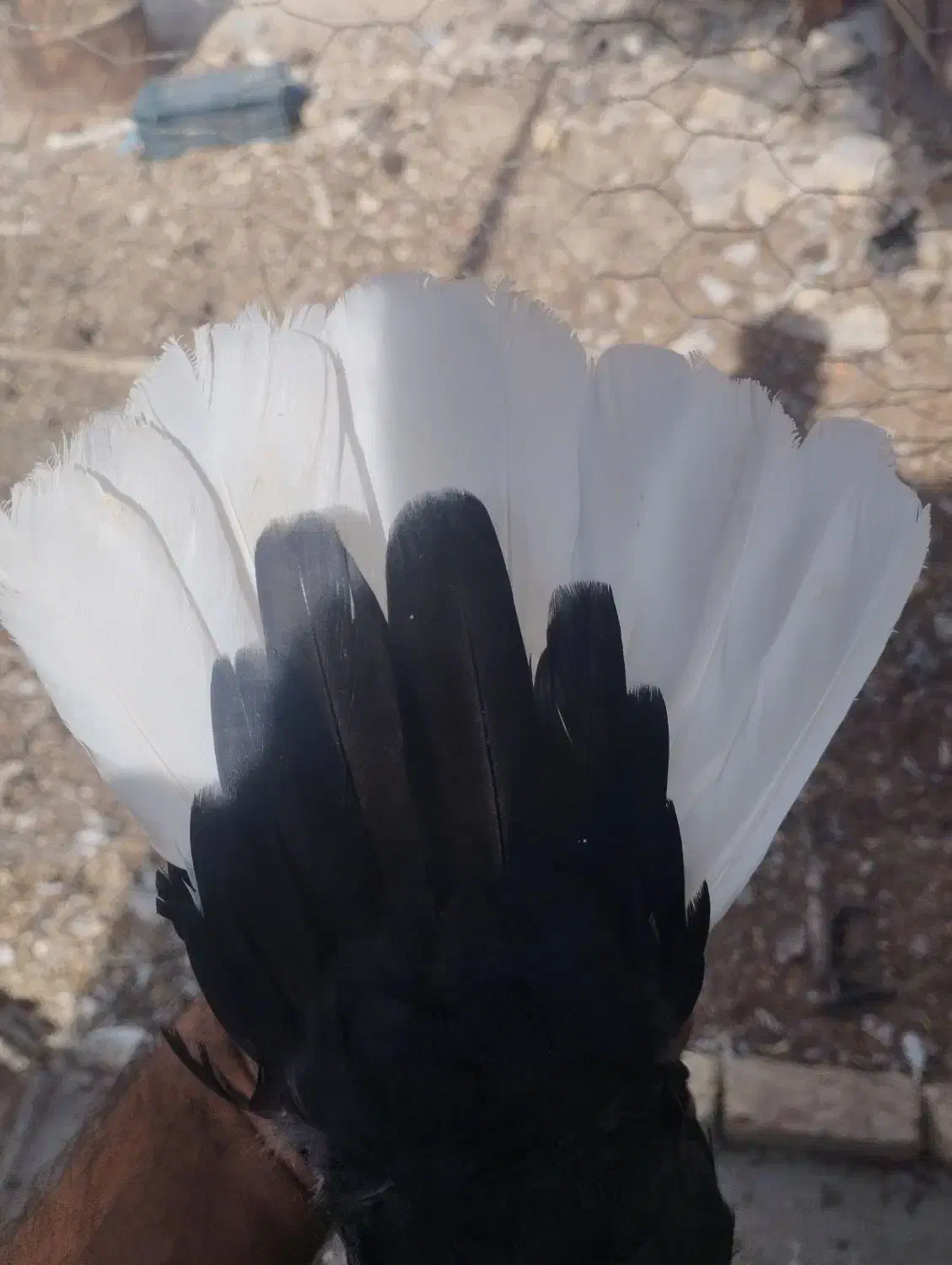 کبوتر . دمسفید. بهبونی. پلاکی. جوجه|پرنده|مرودشت, فرهنگ|دیوار