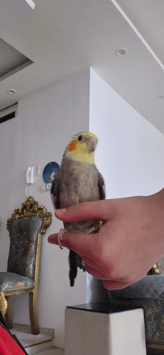 پرنده گمشده|حیوانات|دهلران, |دیوار