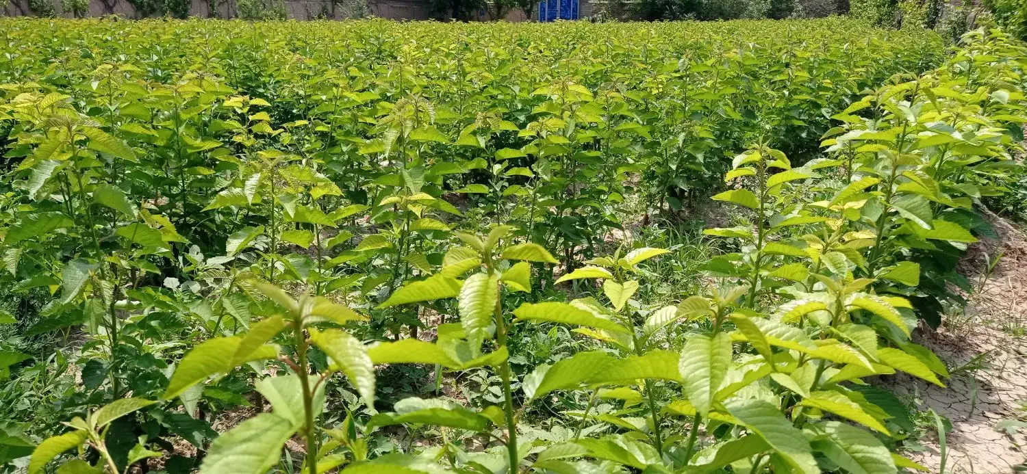 نهال گیلاس تک دانه و آلبالو اسرائیلی|خدمات باغبانی و درختکاری|انزل, |دیوار