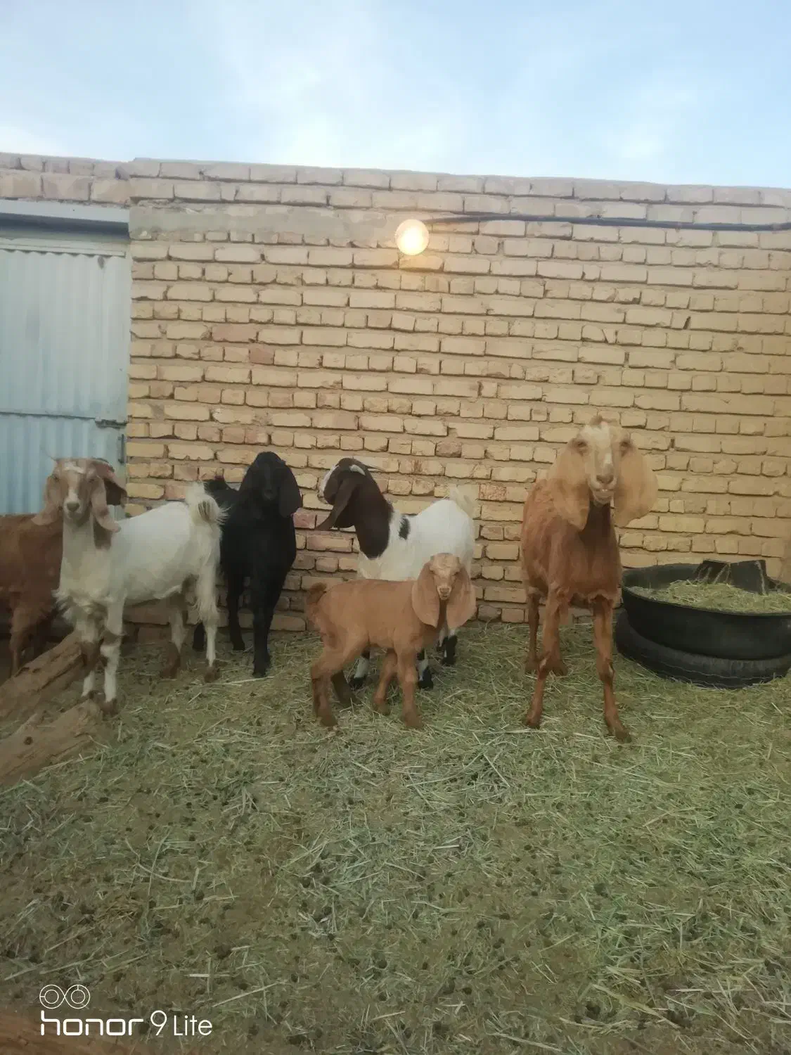 بز پاکستانی زاییده با بزغاله ماده چاق|حیوانات مزرعه|خوسف, |دیوار