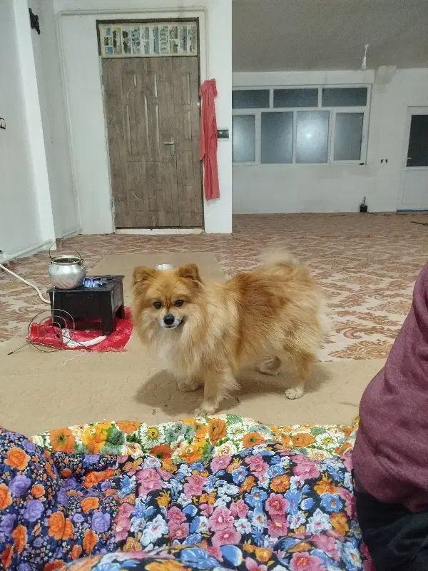 سگ پامر نر|سگ|قیدار, |دیوار