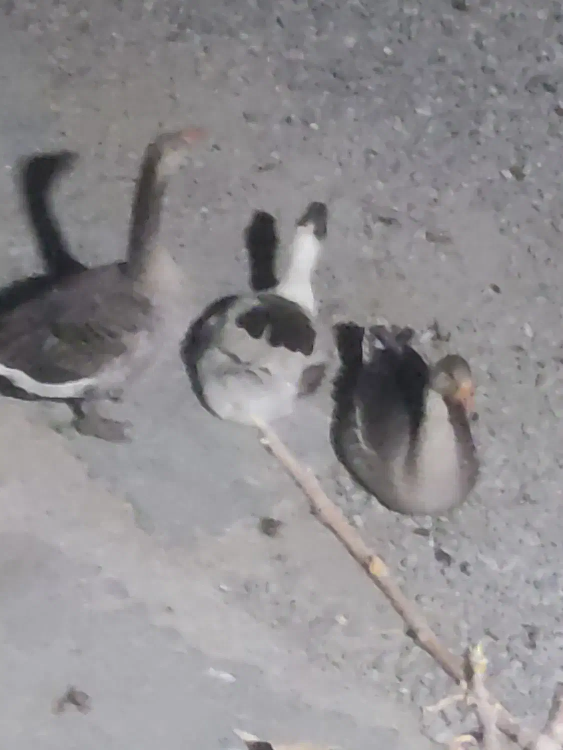 فروش غاز|حیوانات مزرعه|پیرانشهر, |دیوار