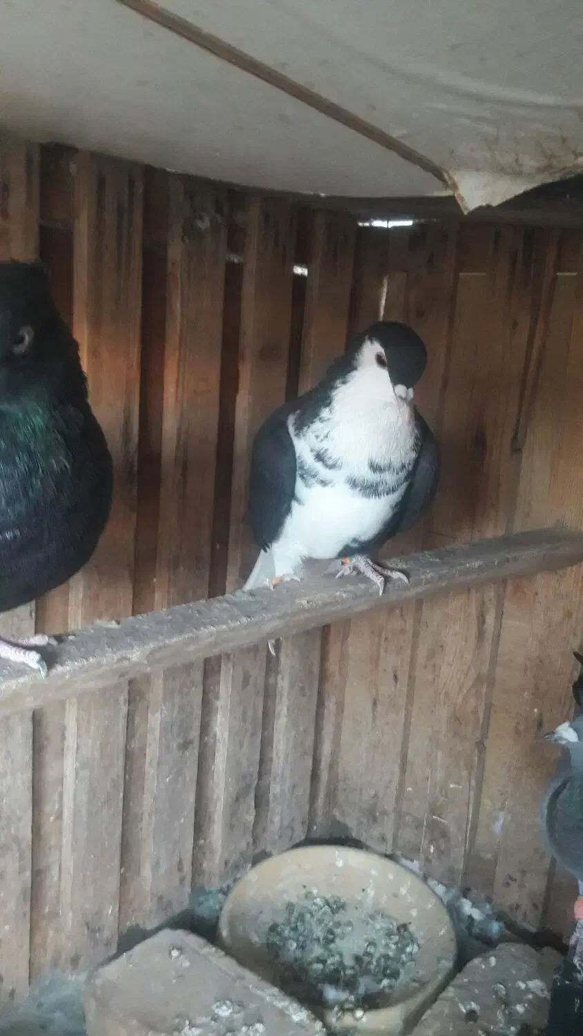 دوعدد کفتر|پرنده|اسفراین, |دیوار