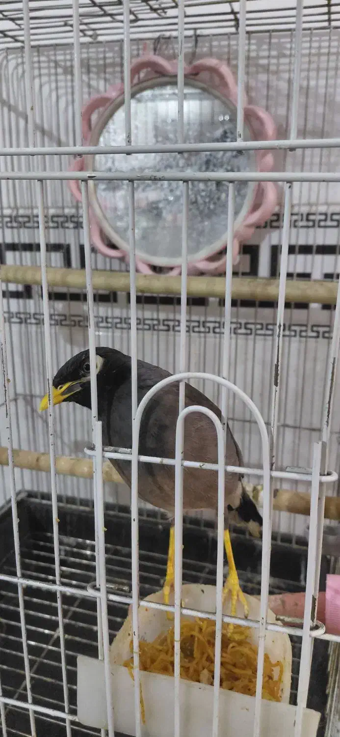 مینا|پرنده|یزد, |دیوار