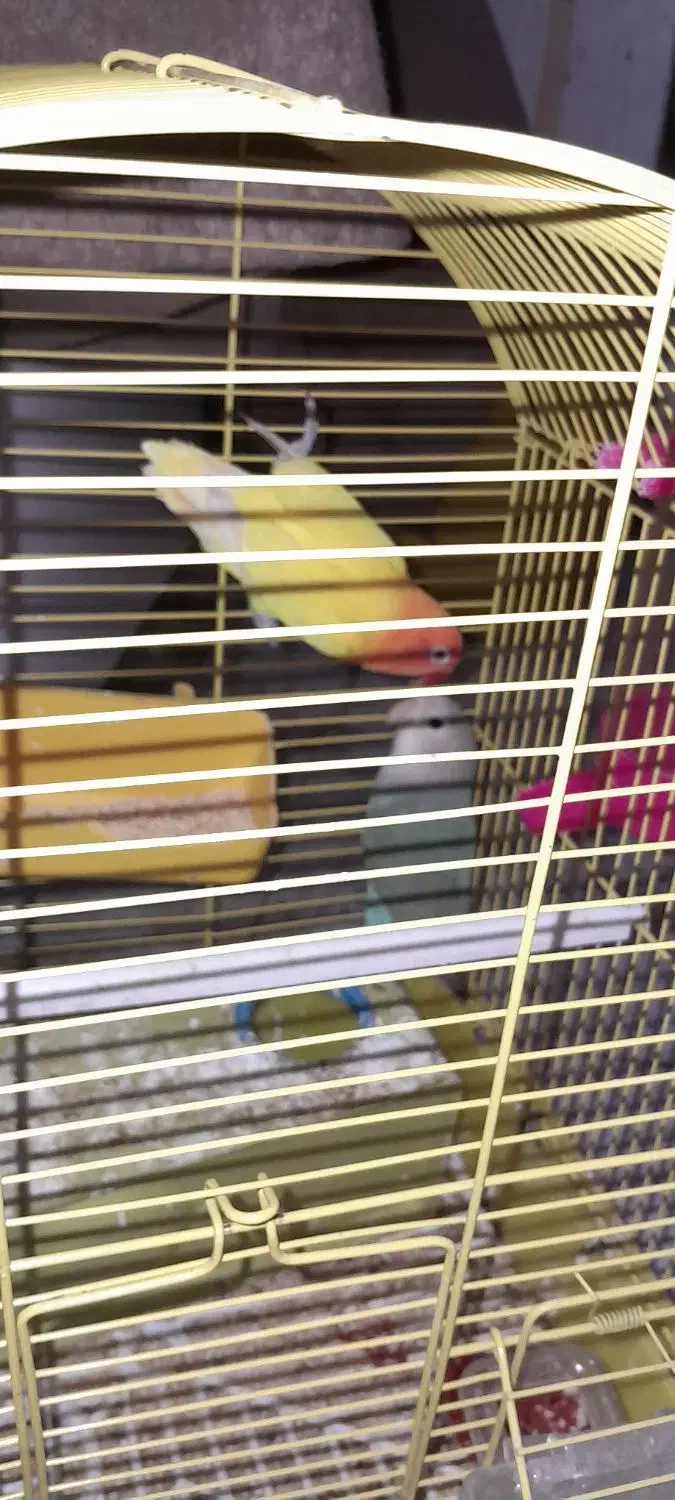 یک جفت طوطی برزیلی نروماده|پرنده|اهواز, کوی سعدی|دیوار