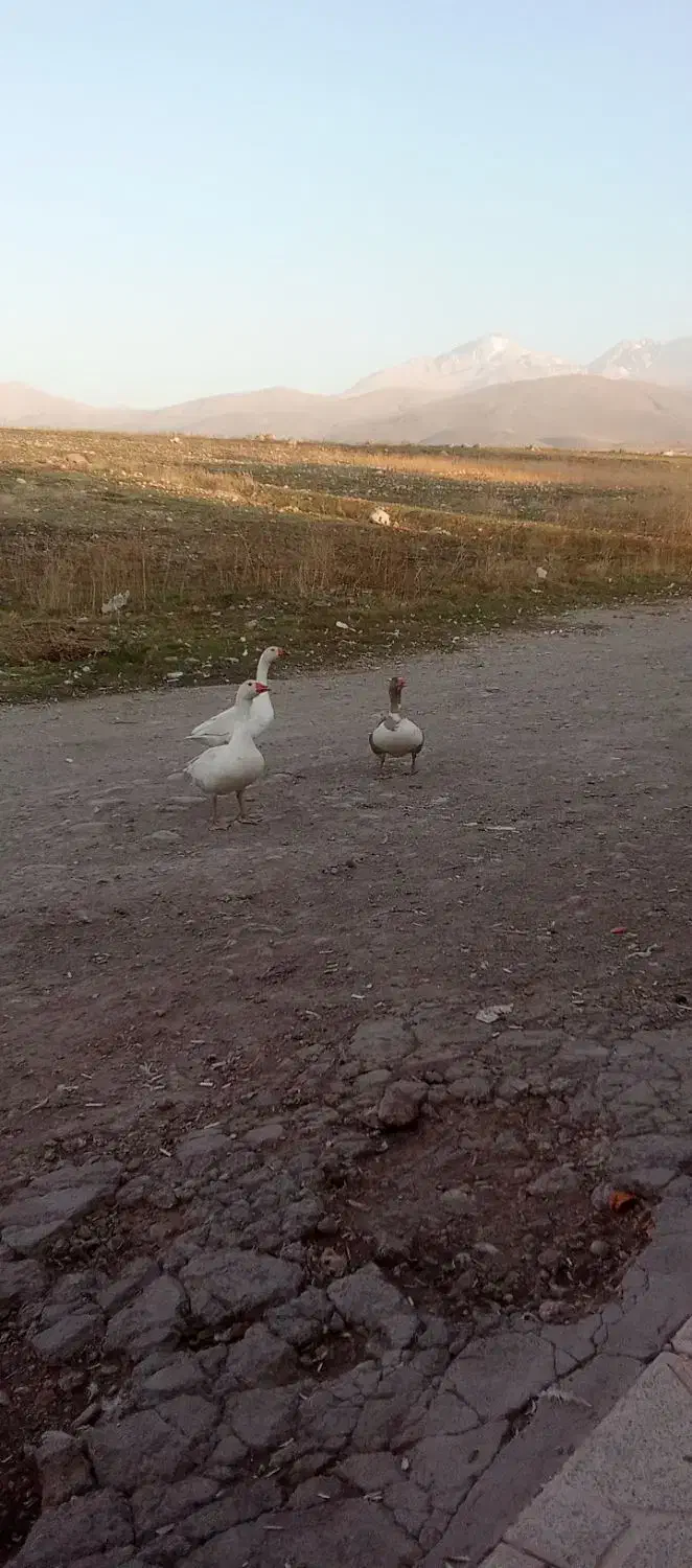 غاز محلی تخم گذار|حیوانات مزرعه|مشگین شهر, |دیوار