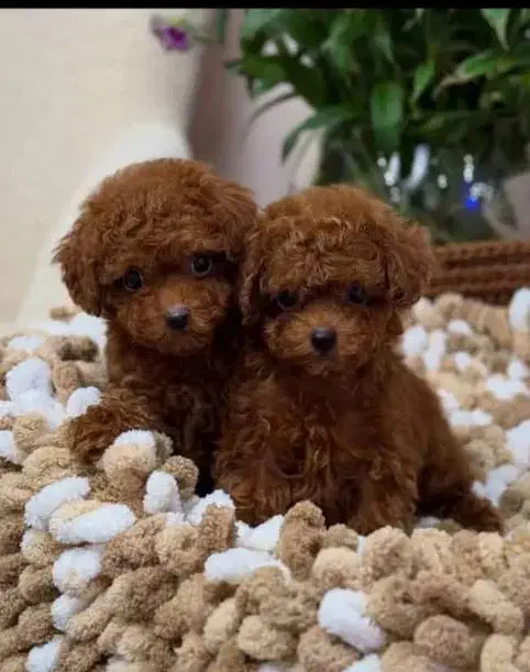 پودل توی|سگ|تبریز, |دیوار