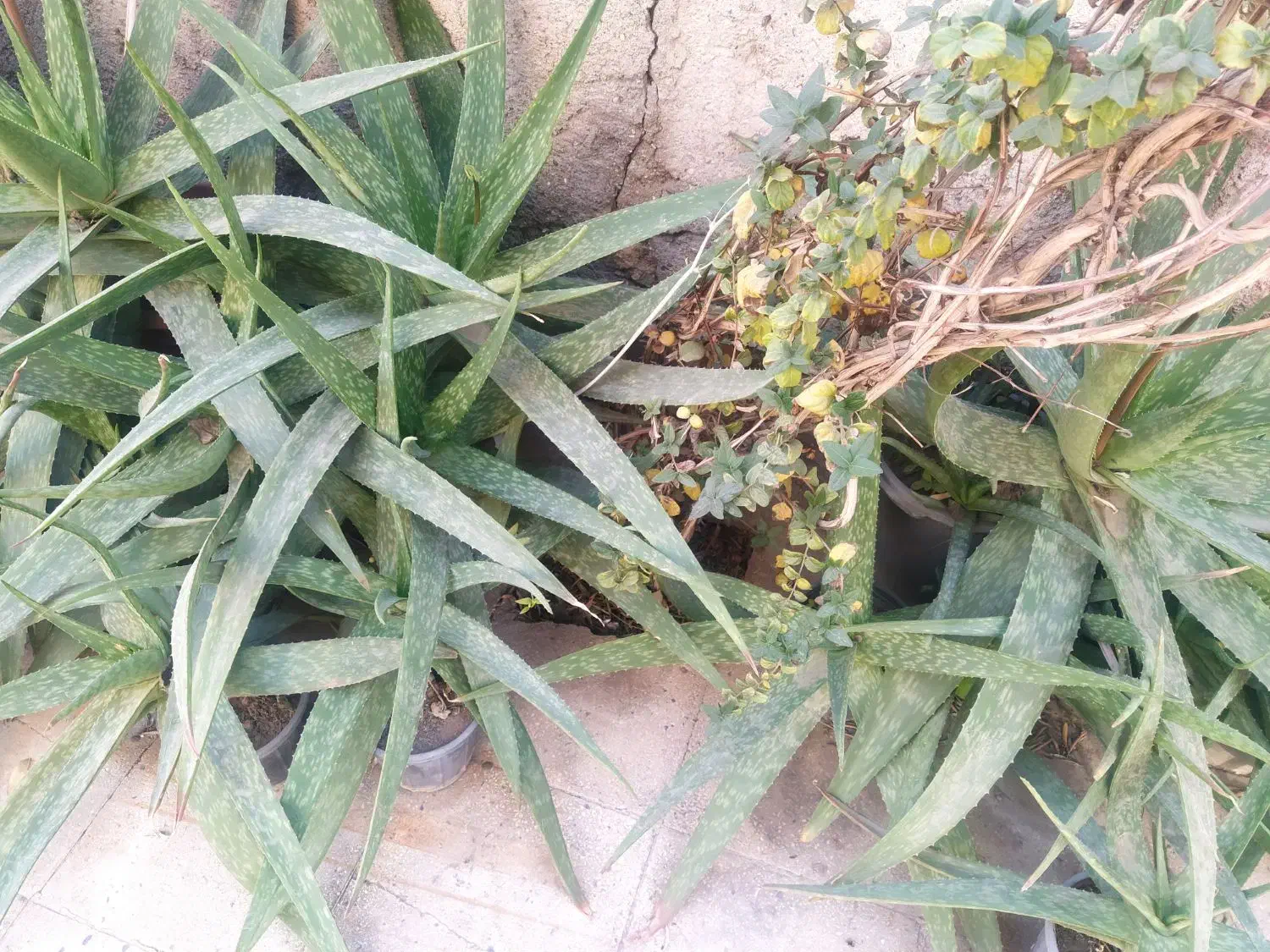 فروش گیاه آلوئه ورا توافقی به قیمت مناسب|گل و گیاه طبیعی|قم, زنبیل آباد|دیوار