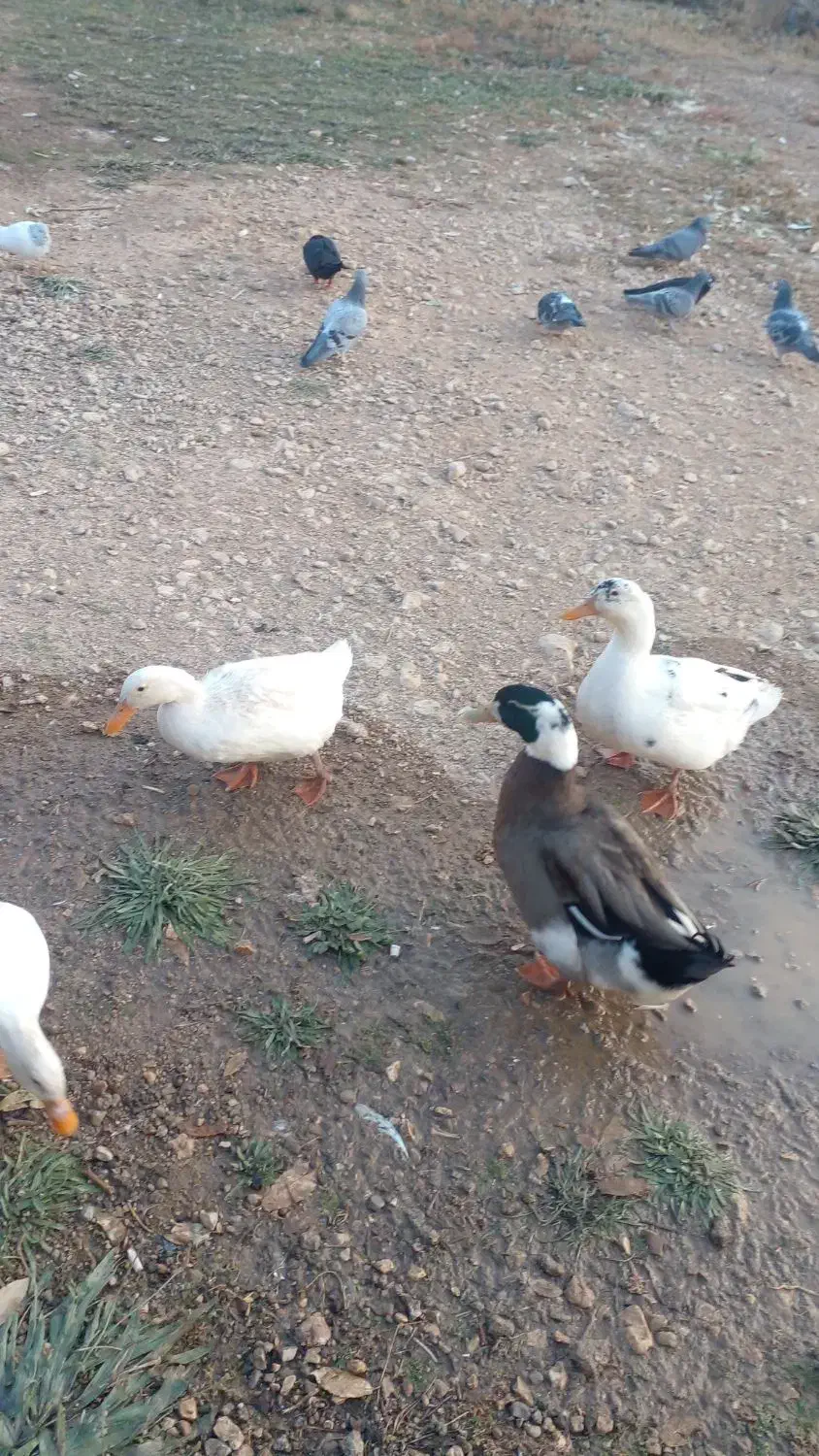 اردک|حیوانات مزرعه|یاسوج, |دیوار