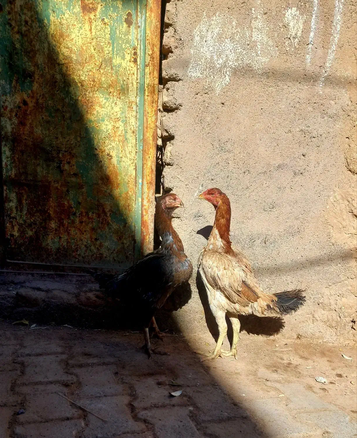 جفت مرغ اصیل|حیوانات مزرعه|بوژگان, |دیوار