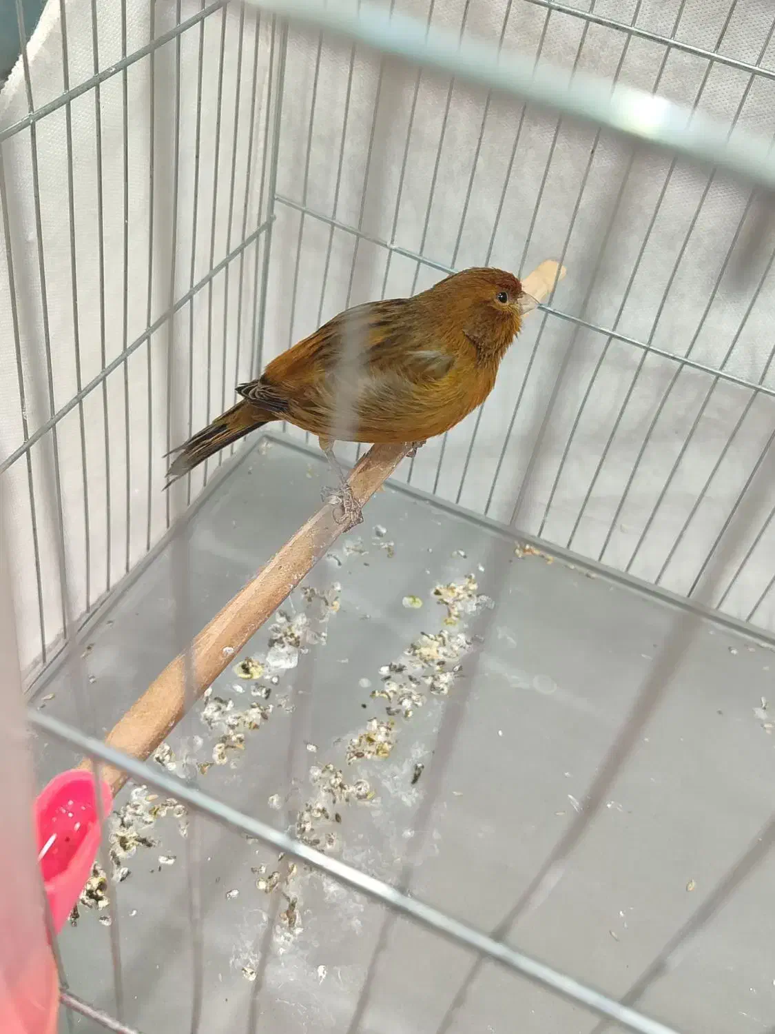 قناری|پرنده|مشکین‌دشت, |دیوار