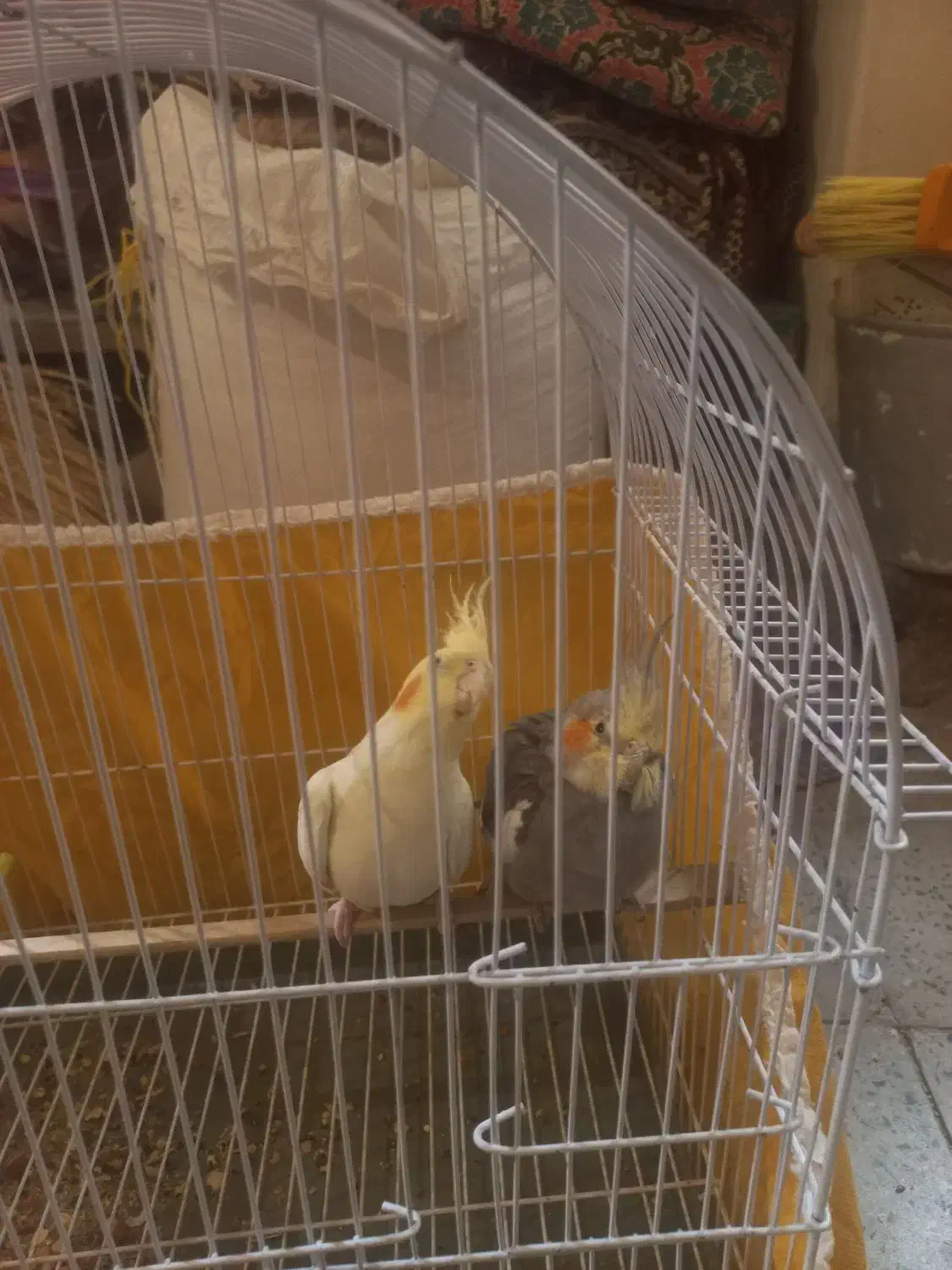 عروس هلندی نر و ماده سالم خوب|پرنده|مبارکه, |دیوار