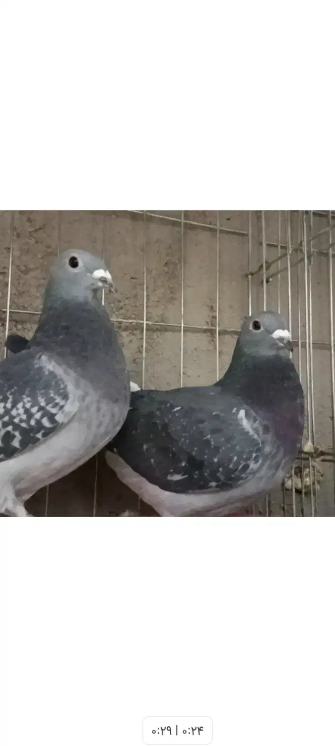 کی کفتر اردن خالص|پرنده|هامون, |دیوار