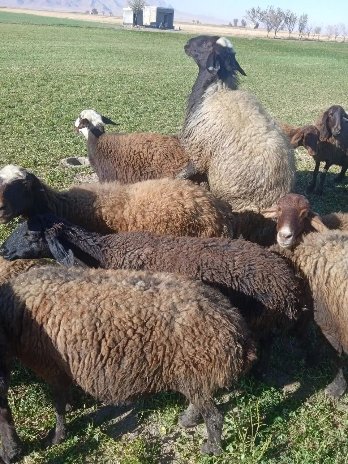 میش|حیوانات مزرعه|شراء, |دیوار