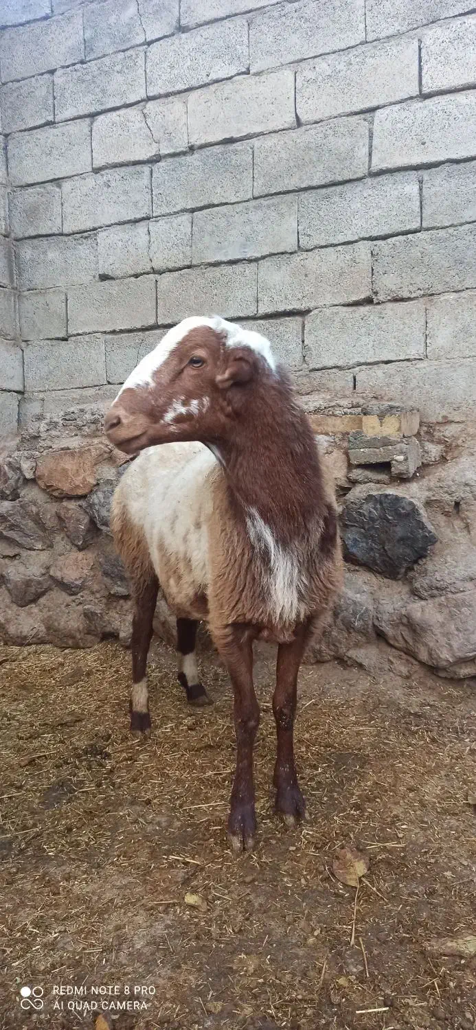 بره نر|حیوانات مزرعه|دینور, |دیوار