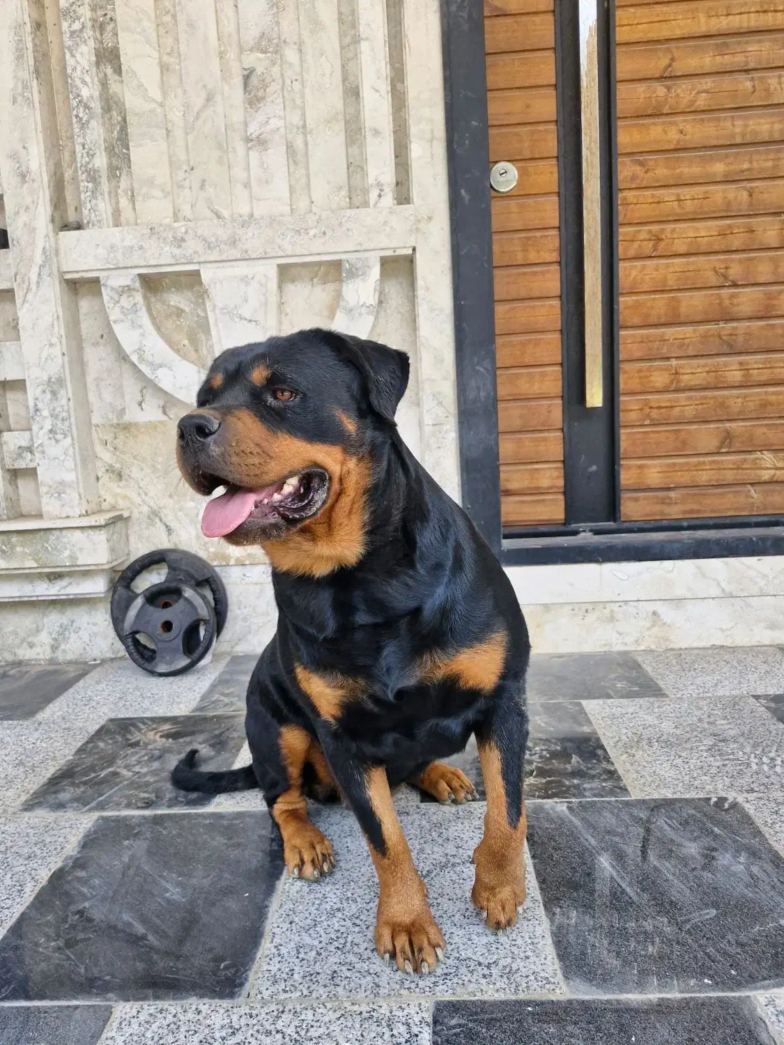 سگ روت از پدر مادر  اصیل|سگ|هشتگرد, هشتگرد قدیم|دیوار