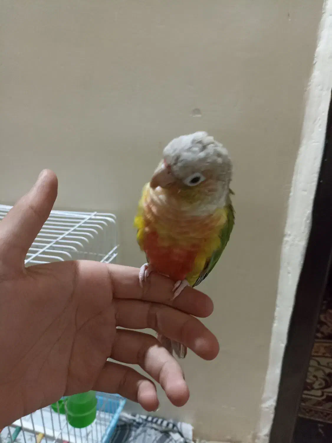 گرینچیک|پرنده|تربت‌حیدریه, منظر|دیوار