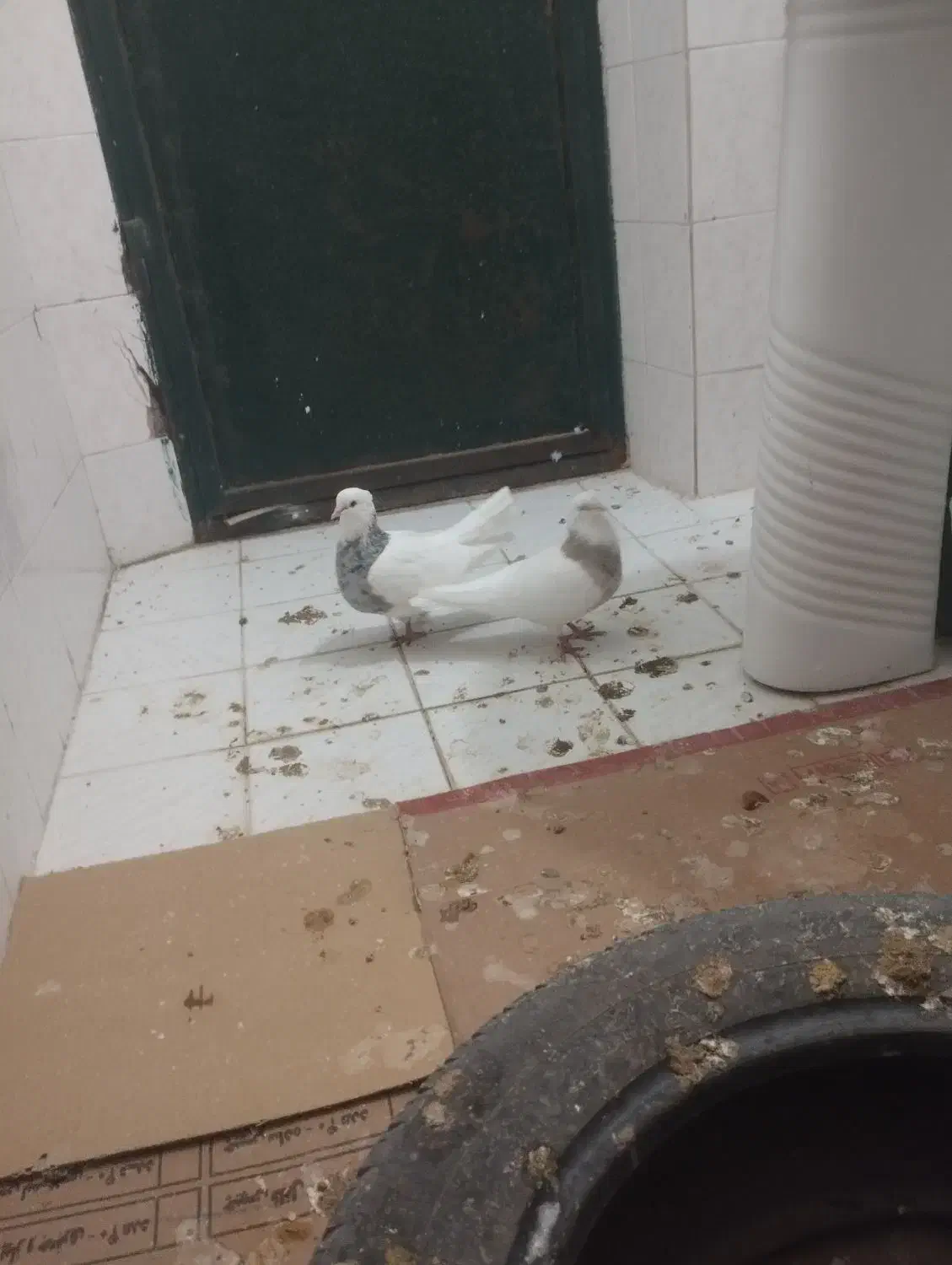 طوقی پاک و جوجه رسون|پرنده|فردوس (خراسان), |دیوار