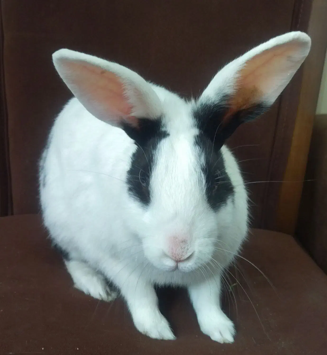 واگذاری خرگوش|موش و خرگوش|شیراز, شهرک مفتح|دیوار