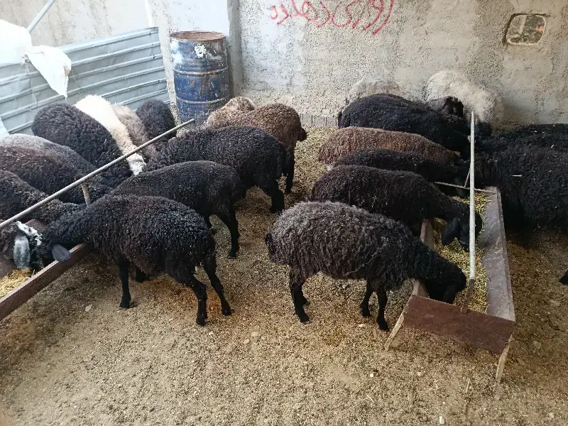 گوشت بره نره لار (ییلاق)زنده با قصاب|حیوانات مزرعه|تهران, فرمانیه|دیوار