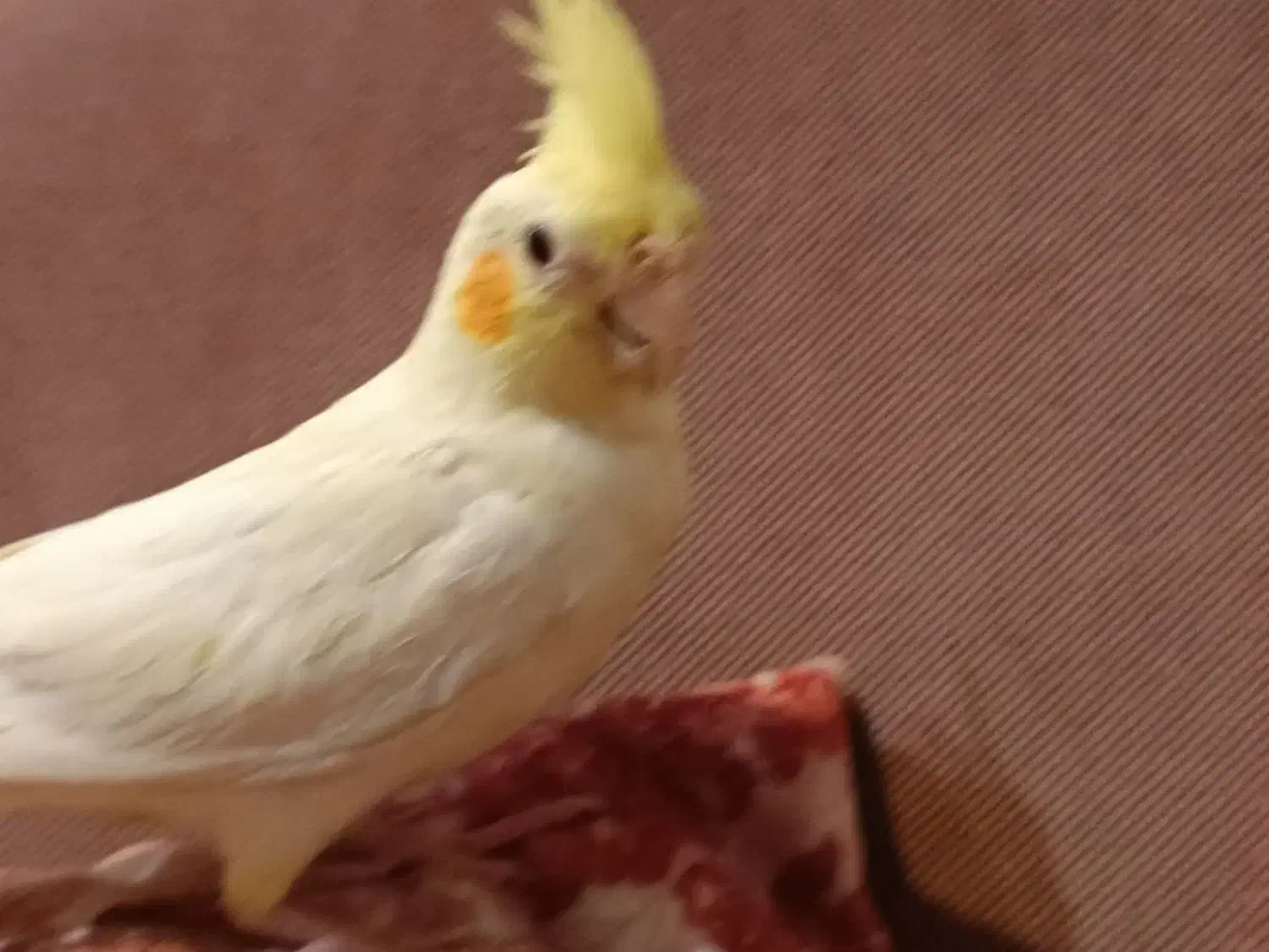 عروس هلندی نر و ماده|پرنده|لنگرود, |دیوار