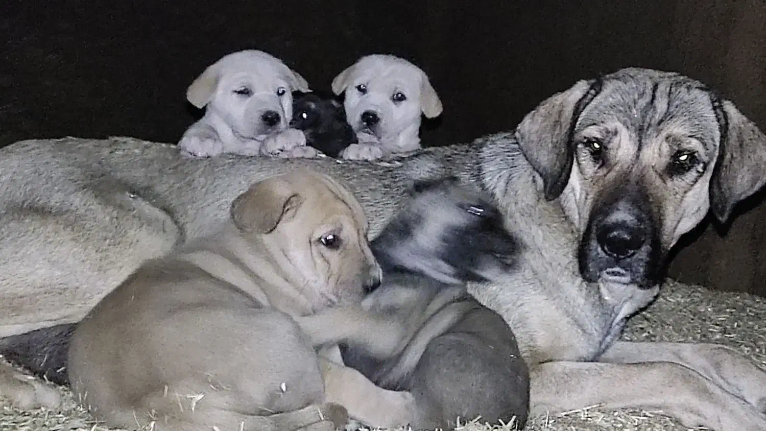 ماده پژدر|سگ|سنندج, |دیوار