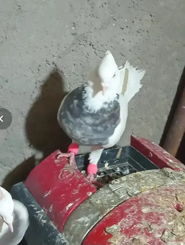 طوقی مفت معاوضه|پرنده|رفسنجان, |دیوار