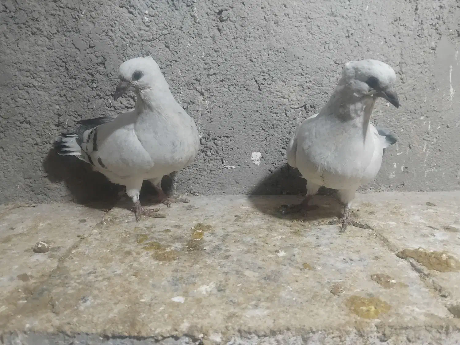 شامی کاکلی|پرنده|اسفراین, |دیوار