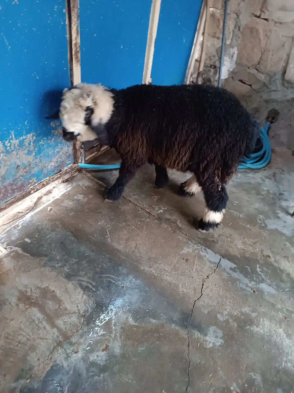 بره نر|حیوانات مزرعه|مسجد سلیمان, |دیوار