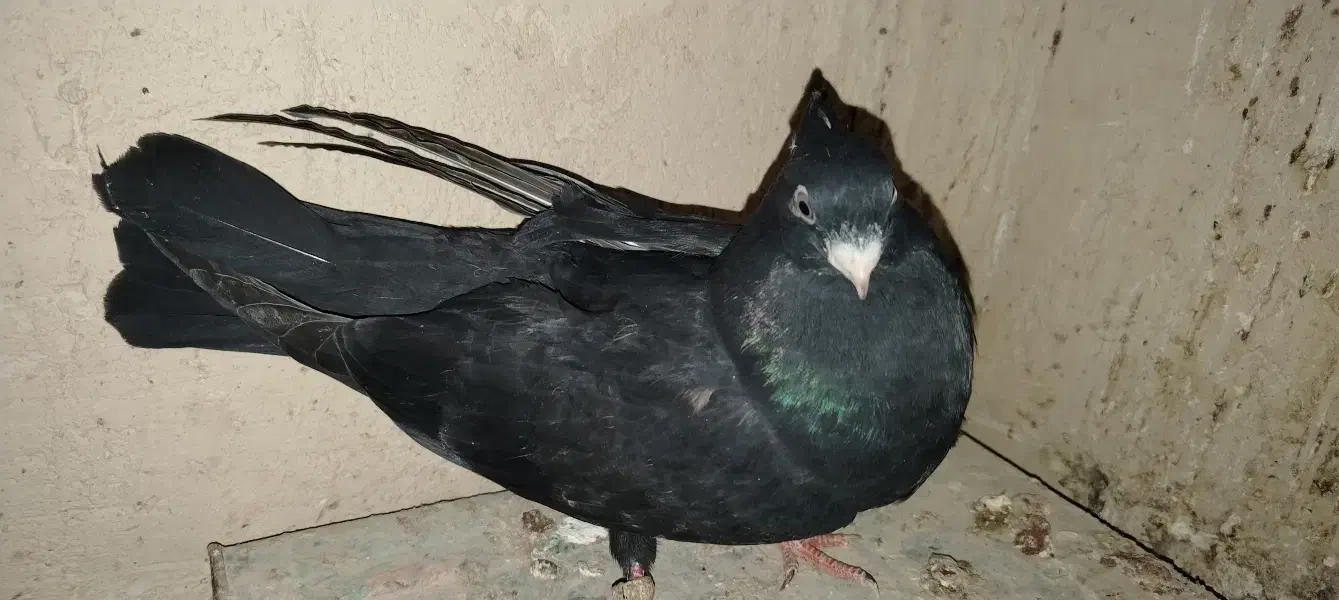 سیاه و سبز درشت|پرنده|شهرضا, |دیوار