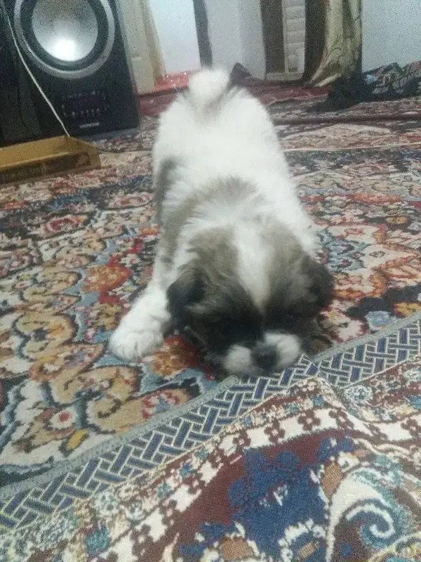 سگ اپرتمانی جیبی|سگ|مشهد, شهید قربانی|دیوار