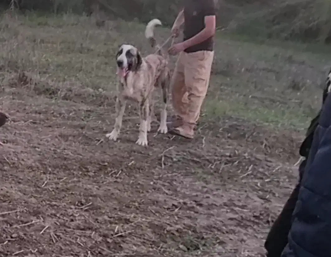 واگذاری سگ پژدر 5ساله|سگ|جلین, |دیوار