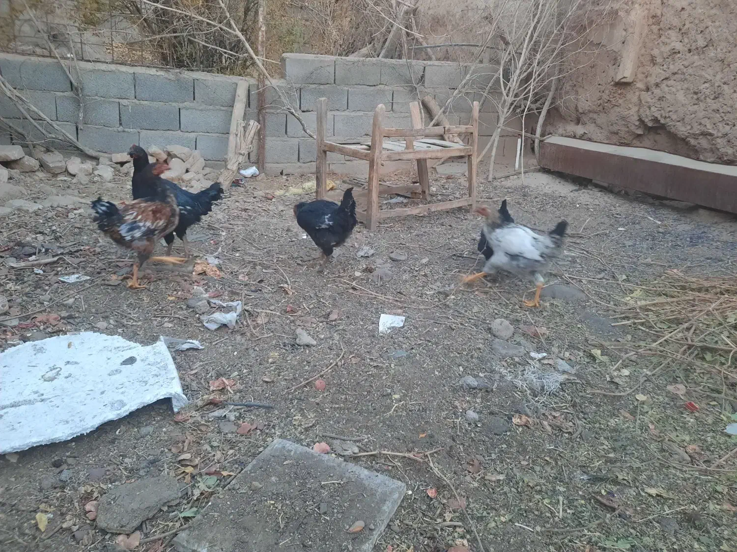 مرغ جوان|حیوانات مزرعه|کاشمر, |دیوار