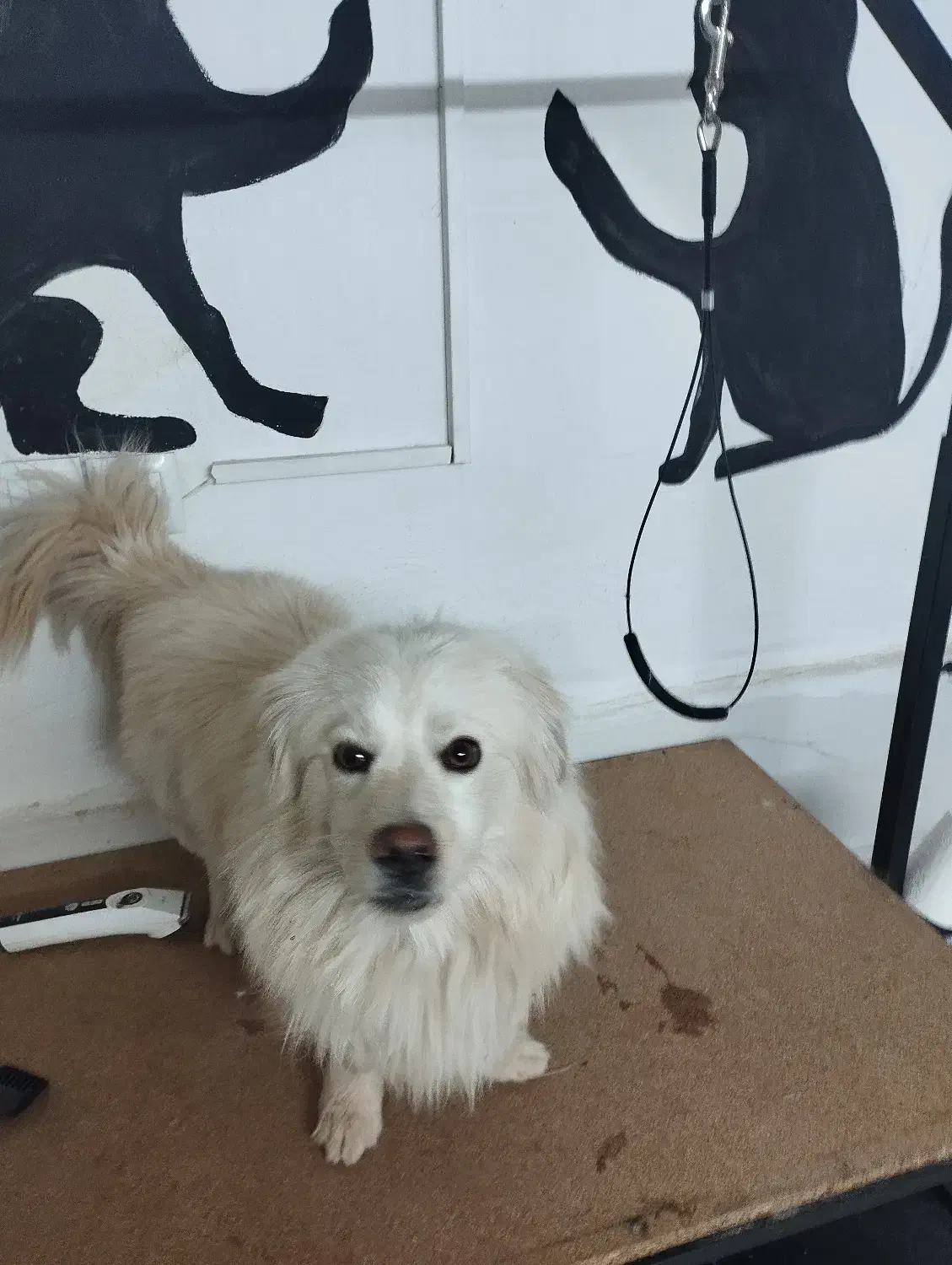 سگ تزئینی|سگ|کاشمر, |دیوار