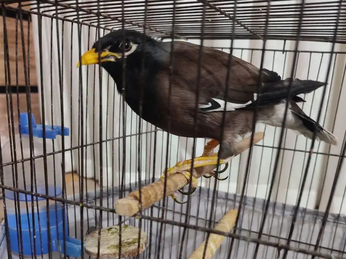 مرغ مینا سخنگو|پرنده|بهارستان, |دیوار