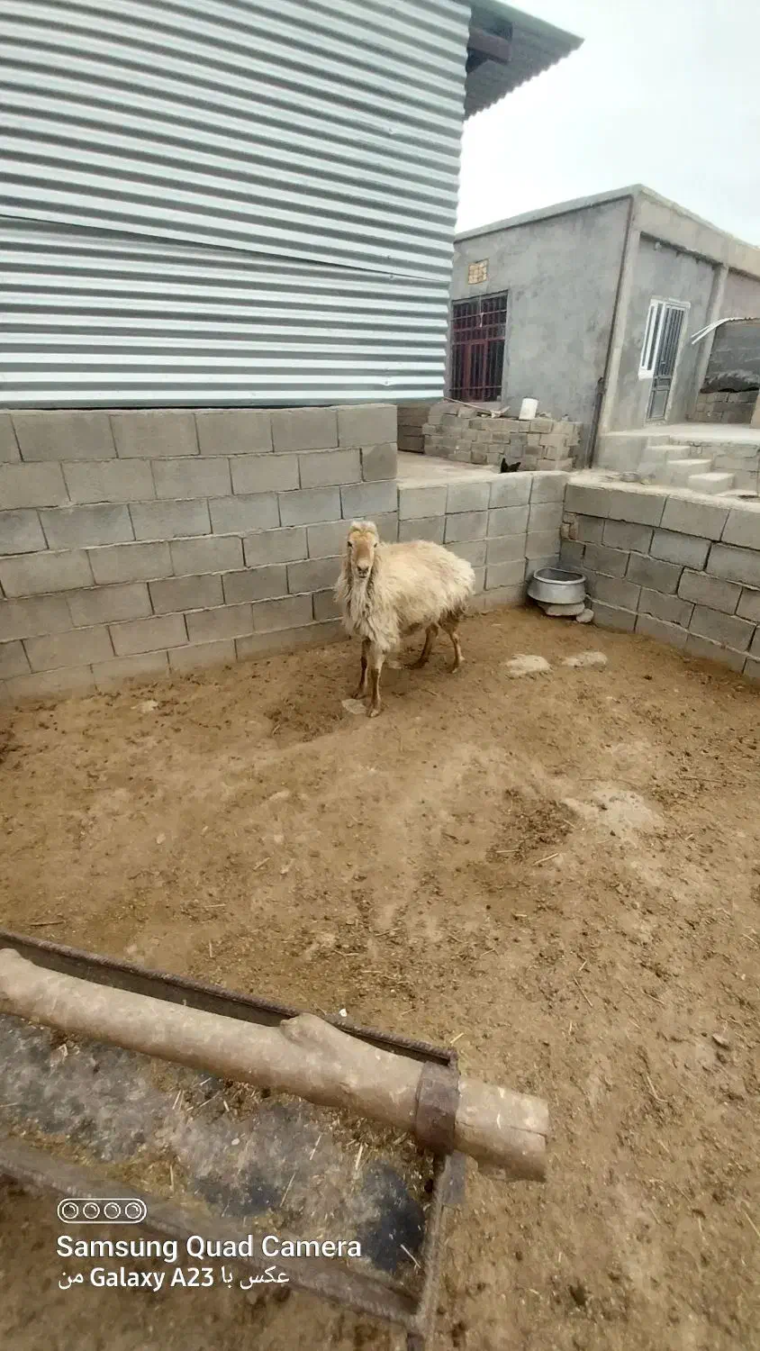 میش ،بز نر|حیوانات مزرعه|گرمخان, |دیوار