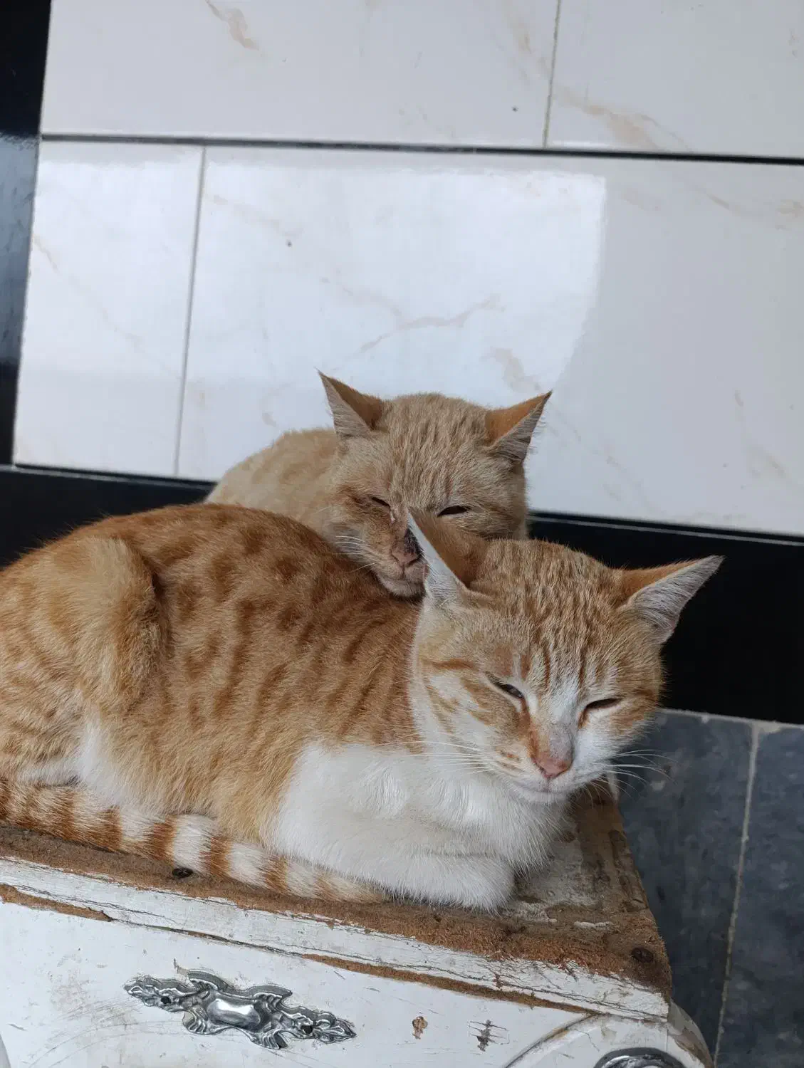 واگذاری رایگان گربه|گربه|مینودشت, |دیوار