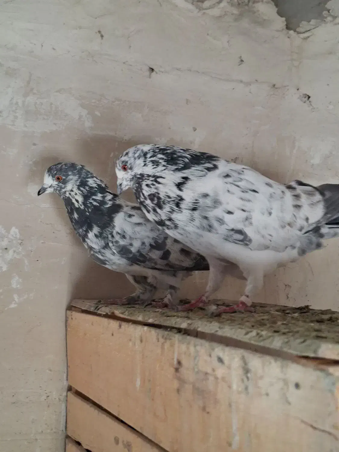 کفتر جفت دستپرقوچی|پرنده|فردیس, داوری|دیوار