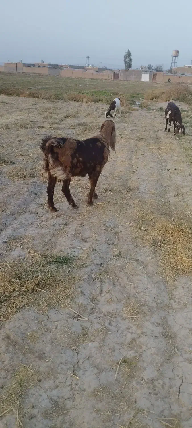 بزپاکستانی|حیوانات مزرعه|نصر آباد, |دیوار