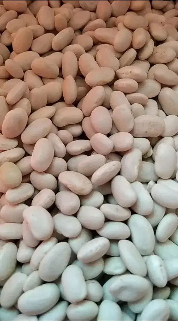 لوبیـا سفید باکیفیت|خوردنی و آشامیدنی|اسلام‌شهر, شهرک سعیدیه|دیوار