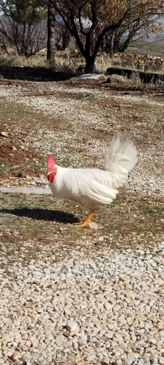 خروس زیبا|حیوانات مزرعه|جوانرود, |دیوار