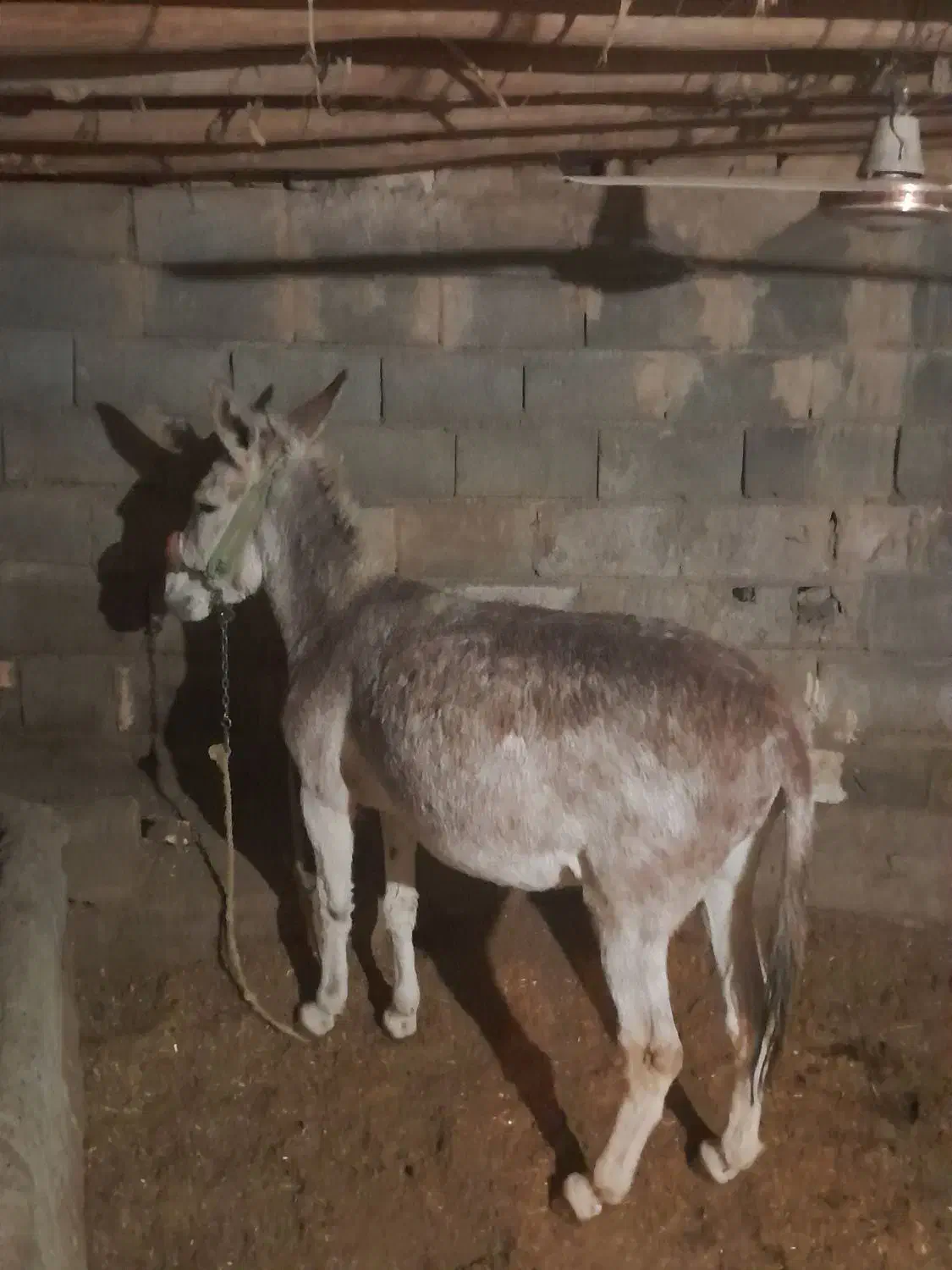 خر جوون برای بار بری|حیوانات مزرعه|لردگان, |دیوار