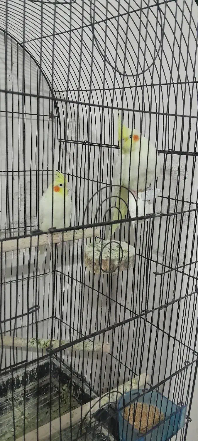 جفت عروس هلندی مولد|پرنده|اردبیل, |دیوار