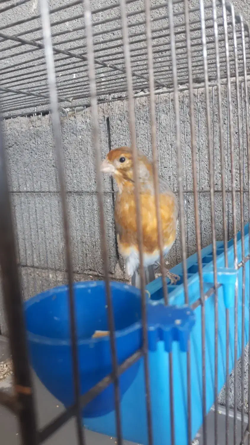 یک جفت قناری رسمی بلند (نر مست)|پرنده|بروجرد, |دیوار