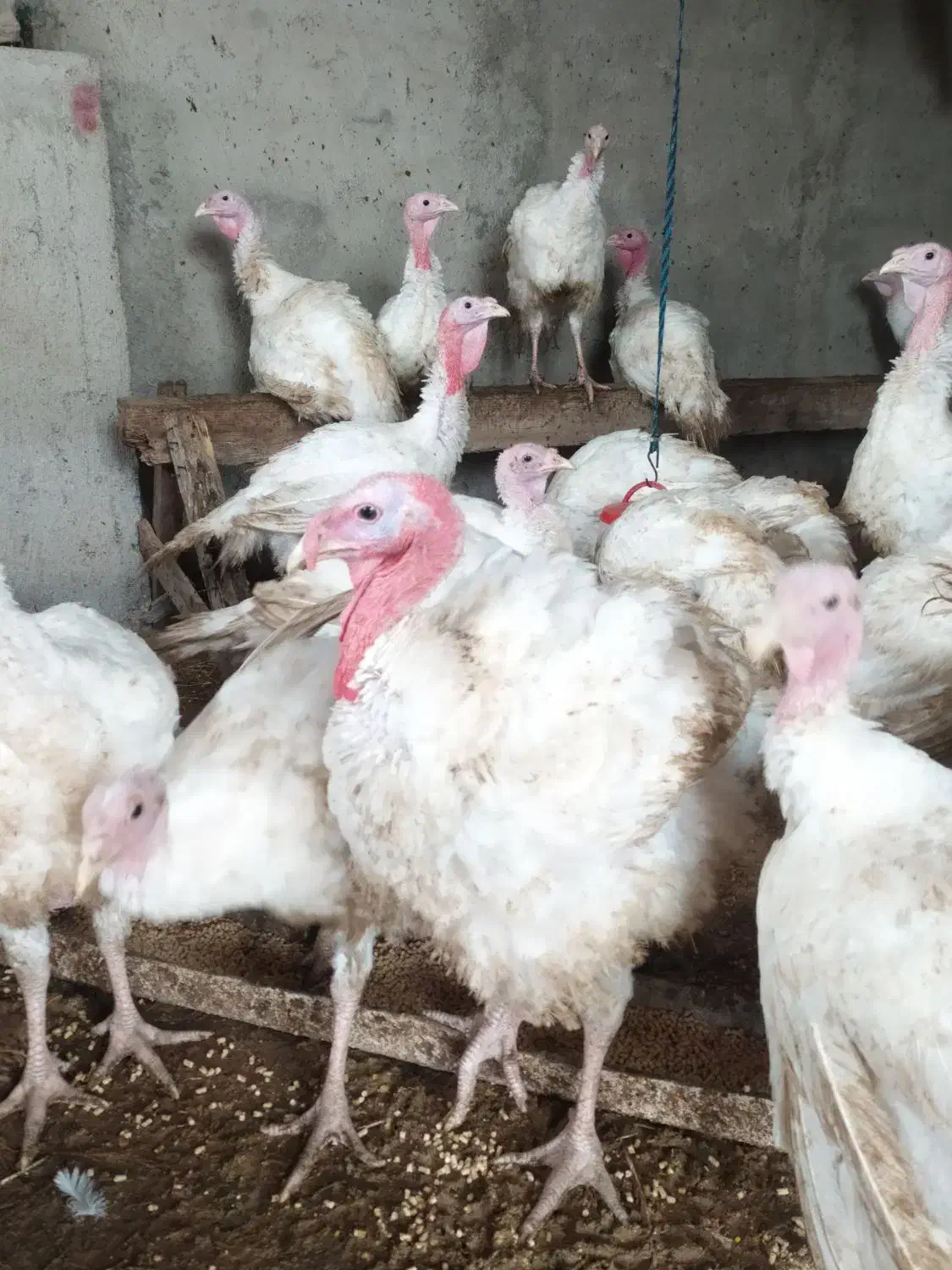 بوقلمون|حیوانات مزرعه|گمیشان, |دیوار